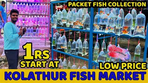 kolathur fish market online|Kolathur Aquarium Market .